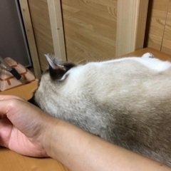 無事保護出来ました！ - 手伝いたい/助けたい