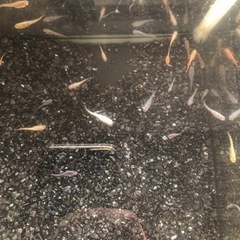メダカMIX40匹+高級餌+未開封産卵草セット！