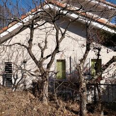 庭の木色々あります。薪などにいかがですか?の画像