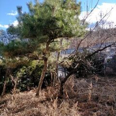 庭の木色々あります。薪などにいかがですか?の画像