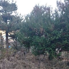 庭の木色々あります。薪などにいかがですか?の画像