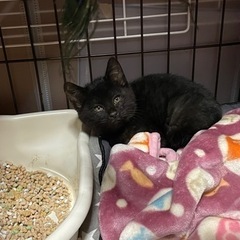 黒猫くん2ヶ月くらい - 美唄市