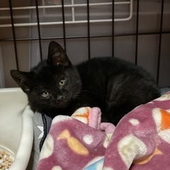 黒猫くん2ヶ月くらい - 猫