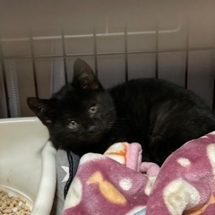 黒猫くん2ヶ月くらいの画像
