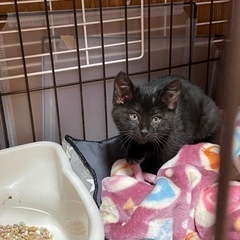 黒猫くん2ヶ月くらい - 里親募集