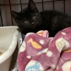 黒猫くん2ヶ月くらい − 北海道