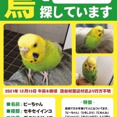 【探してます】セキセイインコが迷子になってしまいました。