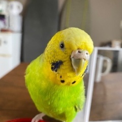 【探してます】セキセイインコが迷子になってしまいました。 - 手伝って/助けて