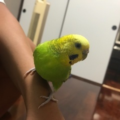 【探してます】セキセイインコが迷子になってしまいました。 − 沖縄県