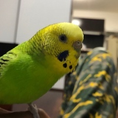 【探してます】セキセイインコが迷子になってしまいました。 - 助け合い