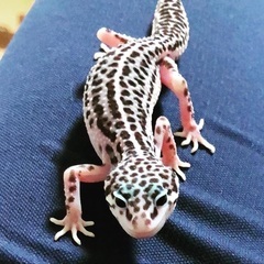 ヒョウモントカゲモドキ【レオパ】
