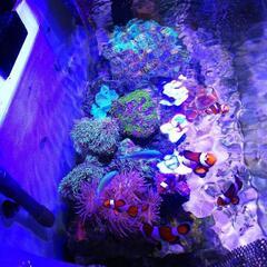 【取引中】海水水槽2台+生体セット ※12月25日までの引渡し(引越の為、投げ売りします)の画像