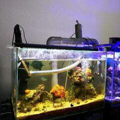 【取引中】海水水槽2台+生体セット ※12月25日までの引渡し(引越の為、投げ売りします)の画像