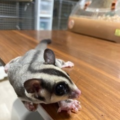 フクロモモンガ　
