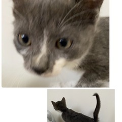 【里親決定】元気な子猫兄妹(^^)3ヶ月