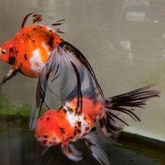 東錦　と　キャリコの2尾の画像