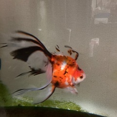 東錦　と　キャリコの2尾の画像