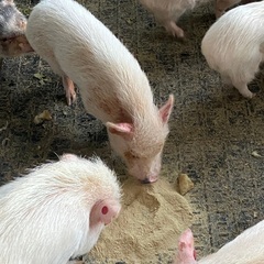 マイクロ　ミニブタ　その2