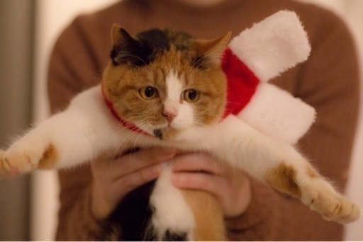 里親様決定丸顔のかわいい三毛猫♀6ヶ月 (くみこ) 片倉町の猫の里親