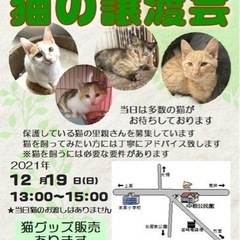 猫の譲渡会♪