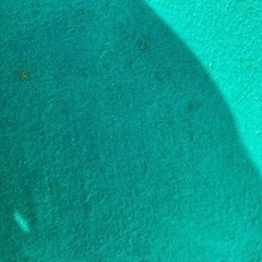 ドンジャラ。うちのタマ知りませんか？の画像