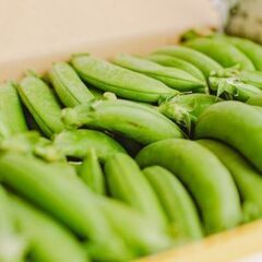 【農業初体験OK】スナップエンドウ・いんげんの収穫の画像