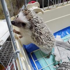 エキゾチック 爬虫類 小動物好き - 福生市