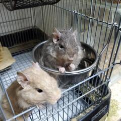 エキゾチック 爬虫類 小動物好き - 友達