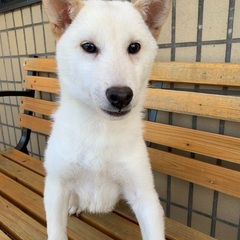 柴犬里親募集中
