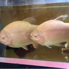 熱帯魚ピラニアの画像