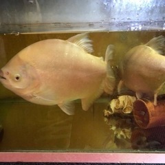 熱帯魚ピラニアの画像