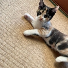 里親募集してます。