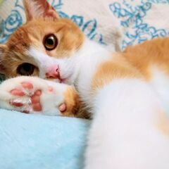 【募集一時停止中】茶白の美形子猫　琥珀色の瞳が綺麗な優しい男の子