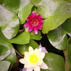睡蓮お譲り致します。