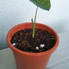 コロカシアライムバリエガータの画像