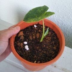 コロカシアライムバリエガータの画像