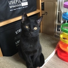 5ヶ月黒猫男の子 - 猫