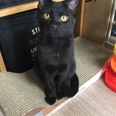 5ヶ月黒猫男の子 − 大阪府