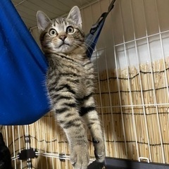 この子の里親を募集してます。