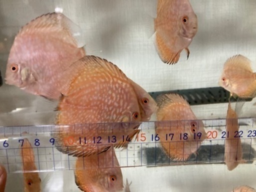 ディスカス　パールラフレシア　５匹