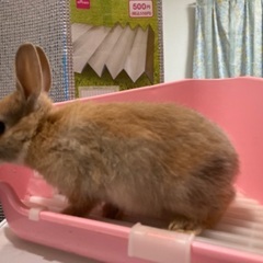 【受付終了】子うさぎの里親探しています！　※引き取り先決まりそう...