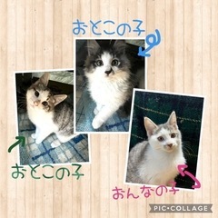 どの子もとても人懐っこい猫ちゃんたちです！！