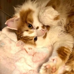 【トライアル入りました】抱っこ大好きモフモフくん(=^x^=)