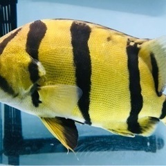 【SOLDOUT】【発色良好】黄金カラー☆フォーバータイガー☆黒墨バンド☆腹巻バンド☆22.5㎝±【タイ産】の画像