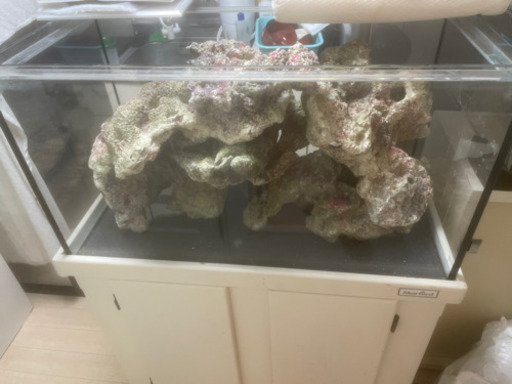 ※超大量　ライブロック　レプリカ