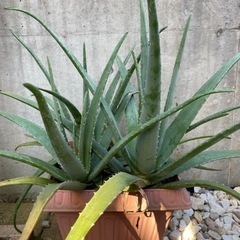 取引中　アロエ