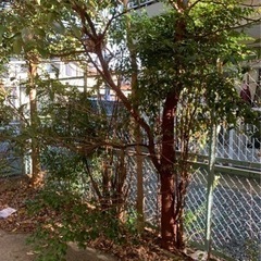 敷地内の木材を差し上げます！🌲