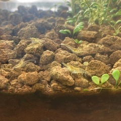 ミナミヌマエビ