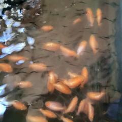 金魚 ドラゴンスケールらんちゅう 当歳の画像
