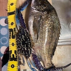 一緒に釣り行く人募集